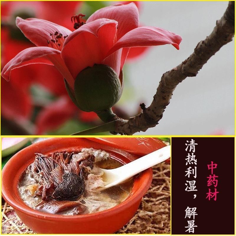 木棉花树苗木棉英雄树