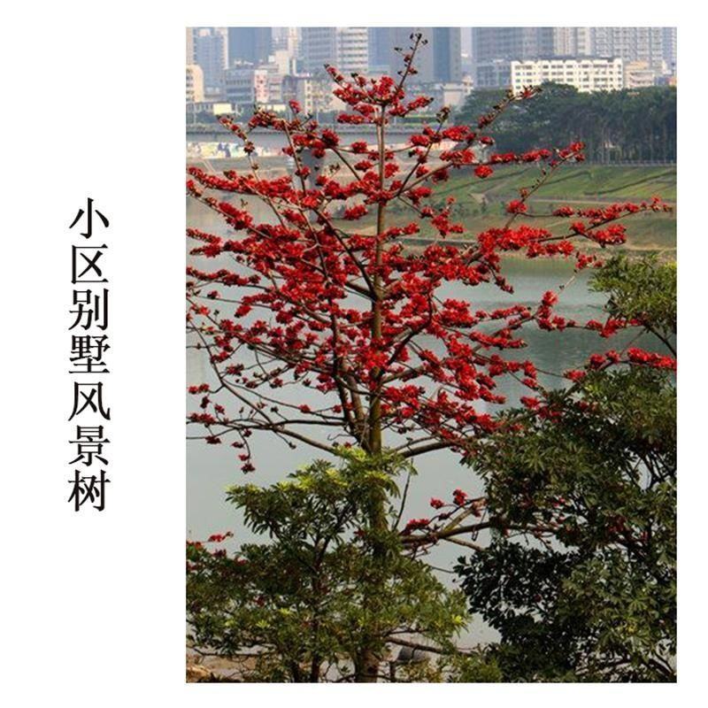 木棉花树苗木棉英雄树