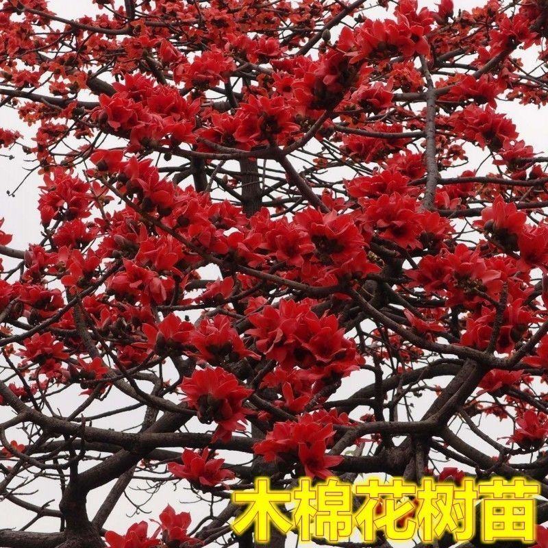 木棉花树苗木棉英雄树