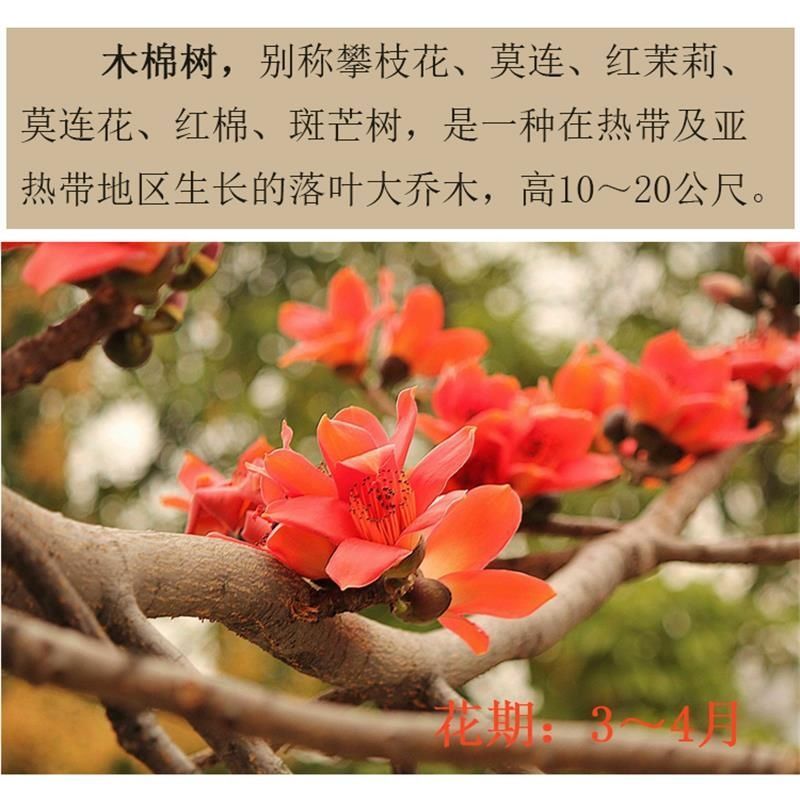 木棉花树苗木棉英雄树