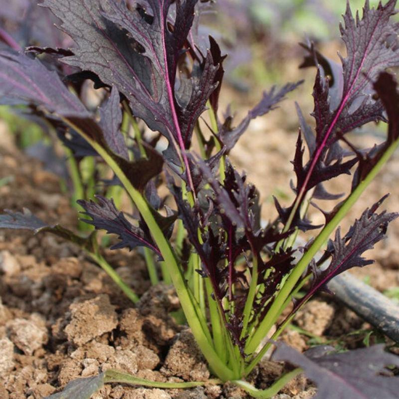 京水菜种子紫水晶菜种籽香味浓郁季四季秋冬天可以种健康蔬菜