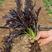 京水菜种子紫水晶菜种籽香味浓郁季四季秋冬天可以种健康蔬菜