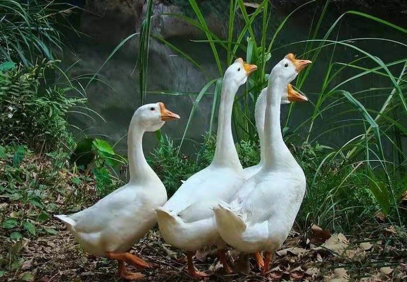 鹅苗三花鹅苗四季鹅苗土肥鹅苗浙东鹅苗厂家直供