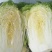 甘肃临洮黄心大白菜3到7斤大量有货口感清脆爽口微甜量大