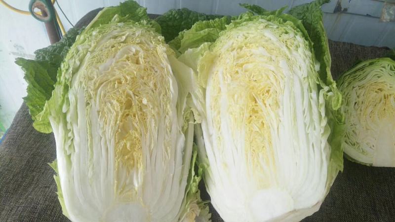 甘肃临洮黄心大白菜3到7斤大量有货口感清脆爽口微甜量大