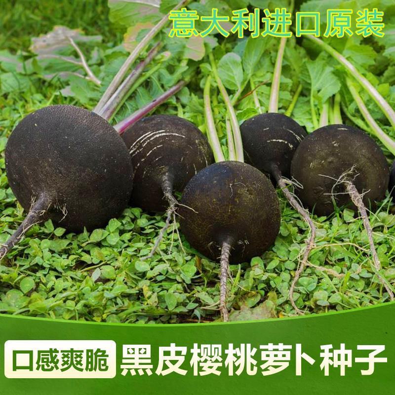 黑皮萝卜种子黑萝卜种籽意大利进口特色樱桃萝卜小萝卜