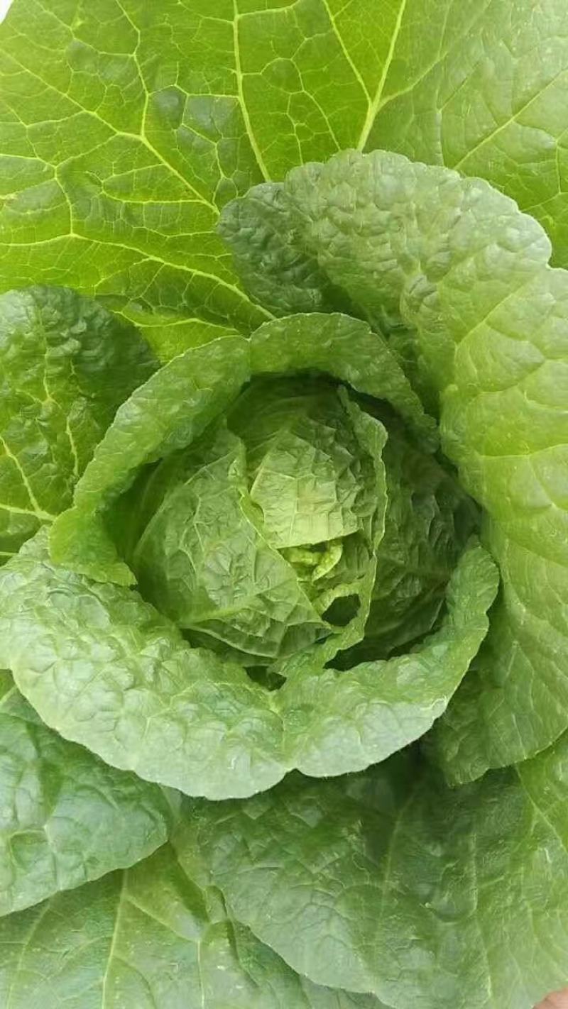 甘肃临洮黄心大白菜3到7斤大量有货口感清脆爽口微甜量大