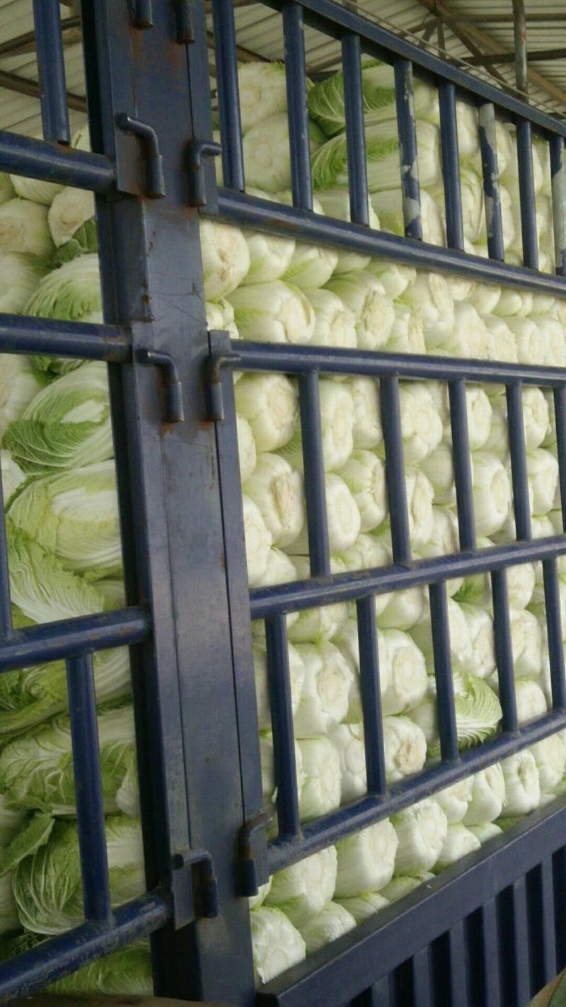 甘肃临洮黄心大白菜3到7斤大量有货口感清脆爽口微甜量大