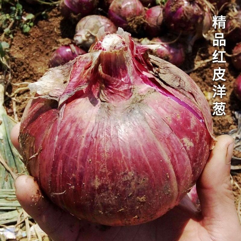 洋葱云南大量有货现场看货合作电商