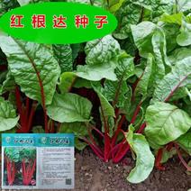 红根蔬菜菜种子红叶菠菜种子红梗菜红根达菜