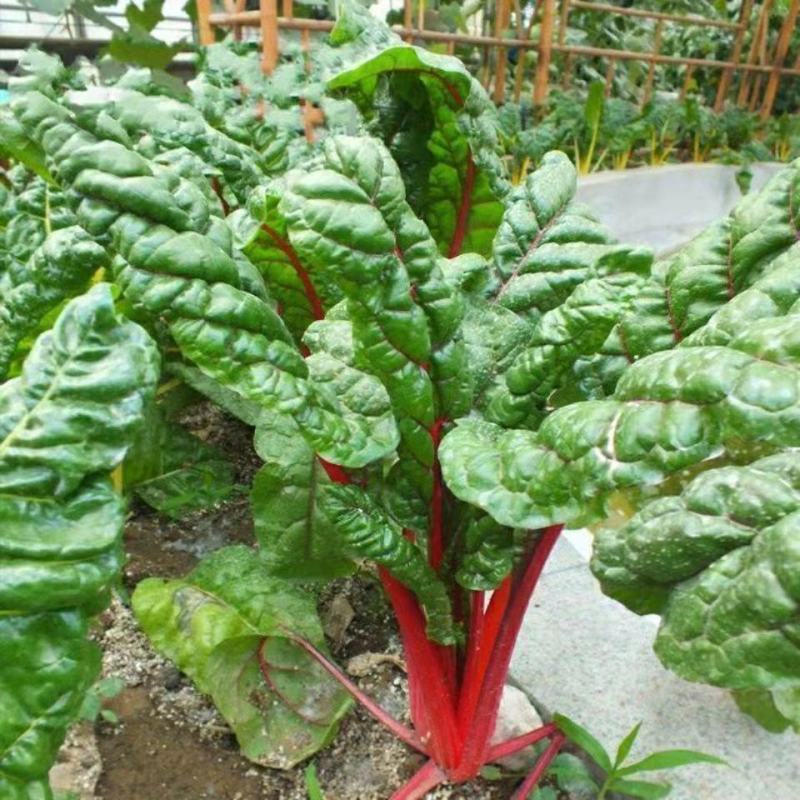 红根蔬菜菜种子红叶菠菜种子红梗菜红根达菜