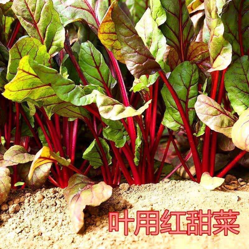 红根蔬菜菜种子红叶菠菜种子红梗菜红根达菜