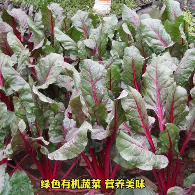 红根蔬菜菜种子红叶菠菜种子红梗菜红根达菜