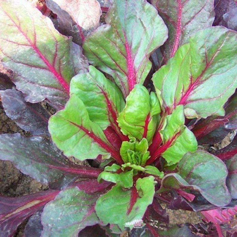 红根蔬菜菜种子红叶菠菜种子红梗菜红根达菜