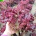 紫水晶生菜种子花叶生菜紫叶生菜种籽四季播阳台庭院盆栽蔬菜
