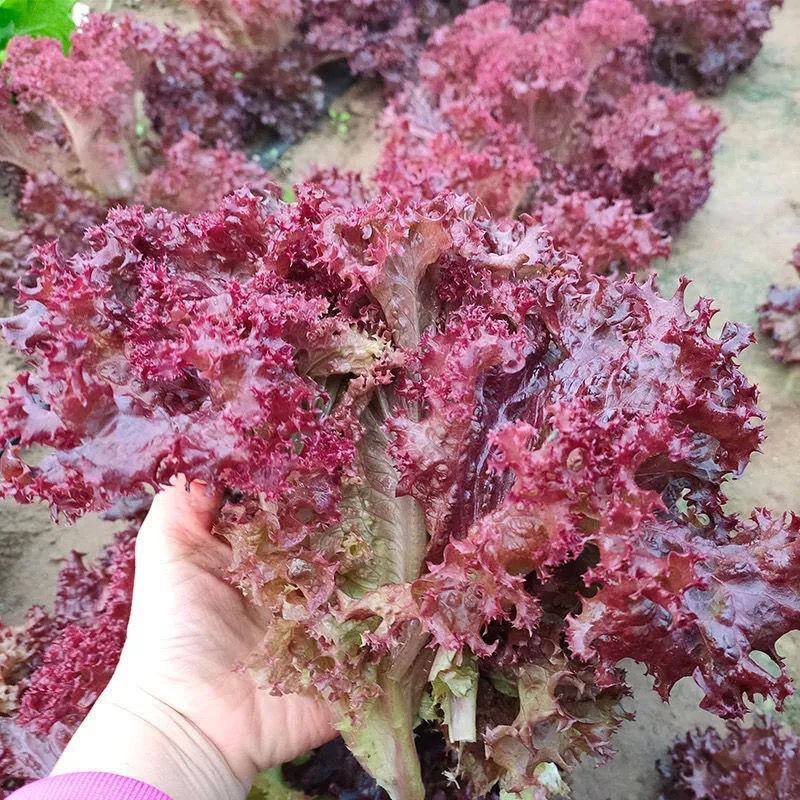 紫水晶生菜种子花叶生菜紫叶生菜种籽四季播阳台庭院盆栽蔬菜
