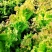 紫水晶生菜种子花叶生菜紫叶生菜种籽四季播阳台庭院盆栽蔬菜