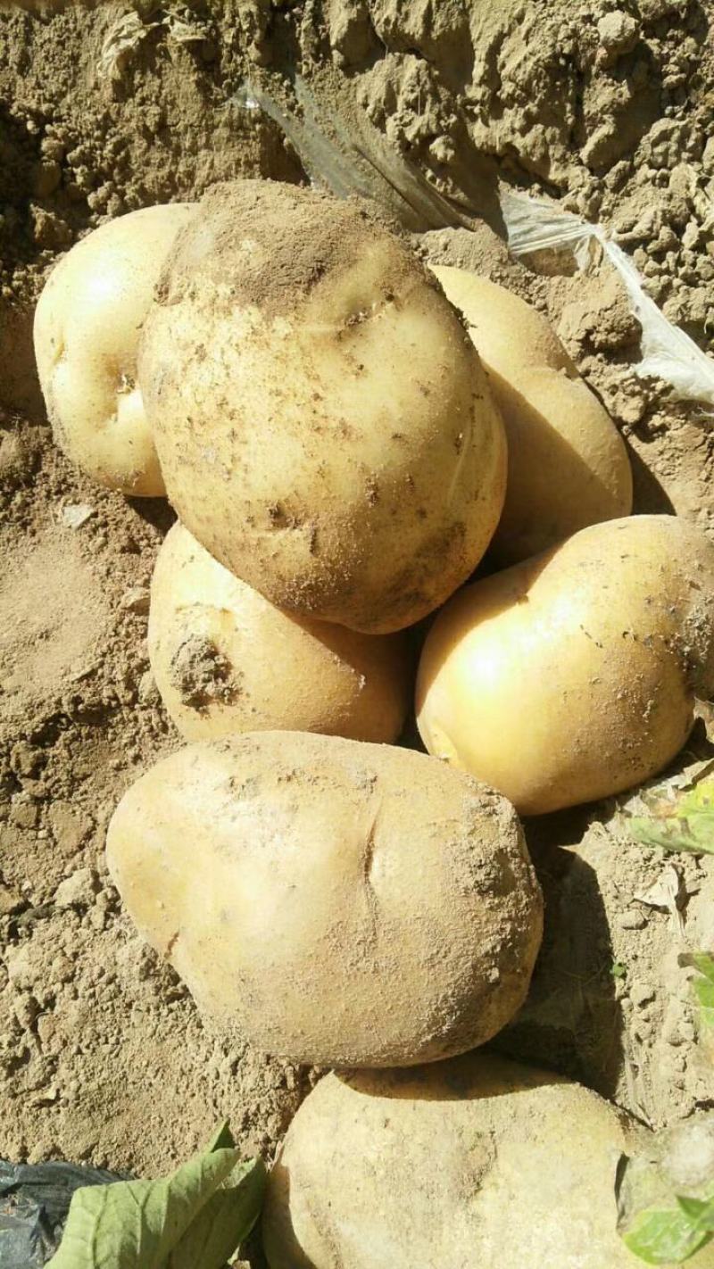 甘肃高原精品基地直发农场基地黄皮黄心希森6
