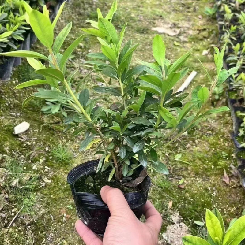 毛鹃绿化地被工程基地一手货源批发质量保证货源充足