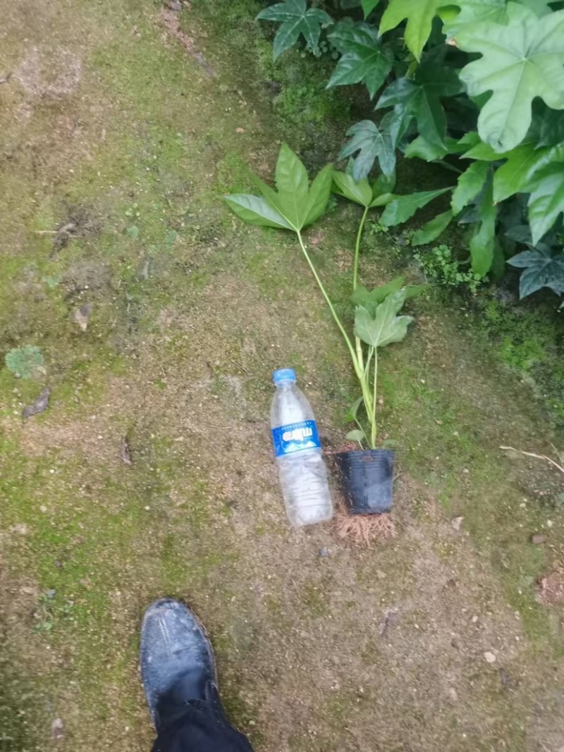 八角金盘绿化工程基地一手货源批发供应质量保证