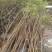 福建山樱花树苗中国红一手货源货供全国一件起批