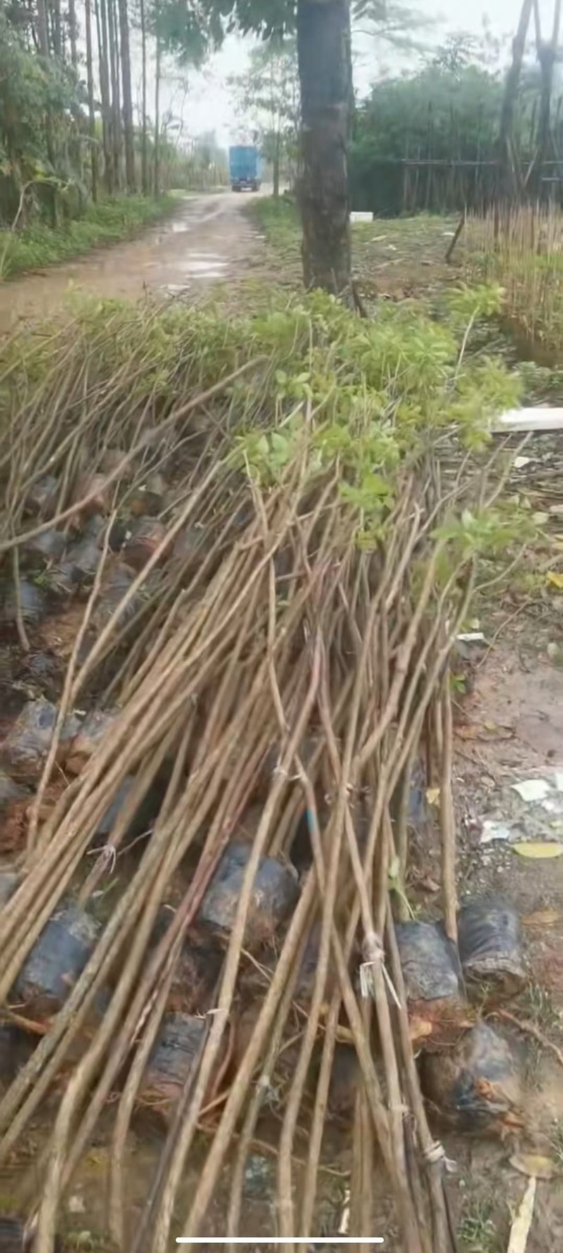 福建山樱花树苗中国红一手货源货供全国一件起批