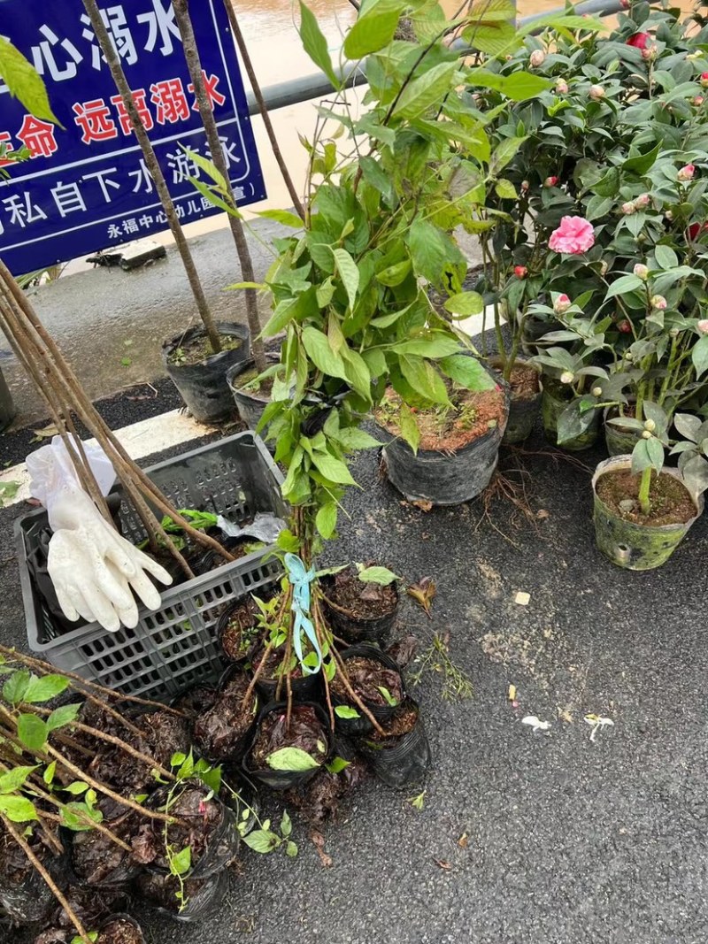 福建山樱花树苗中国红一手货源货供全国一件起批