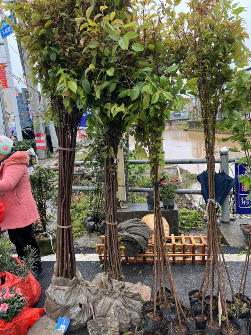 福建山樱花树苗中国红一手货源货供全国一件起批