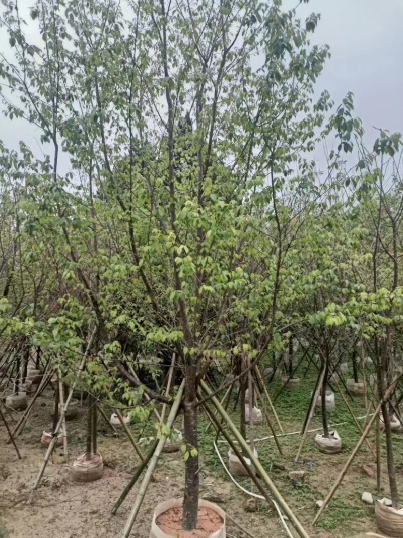 精品樱花别野庭院种植质量保证一手货源整车起批