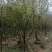 精品樱花别野庭院种植质量保证一手货源整车起批
