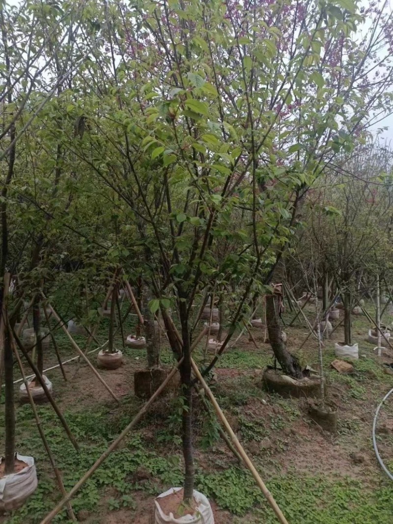 精品樱花别野庭院种植质量保证一手货源整车起批