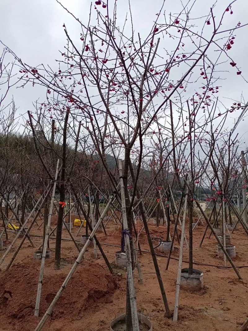 精品樱花别野庭院种植质量保证一手货源整车起批