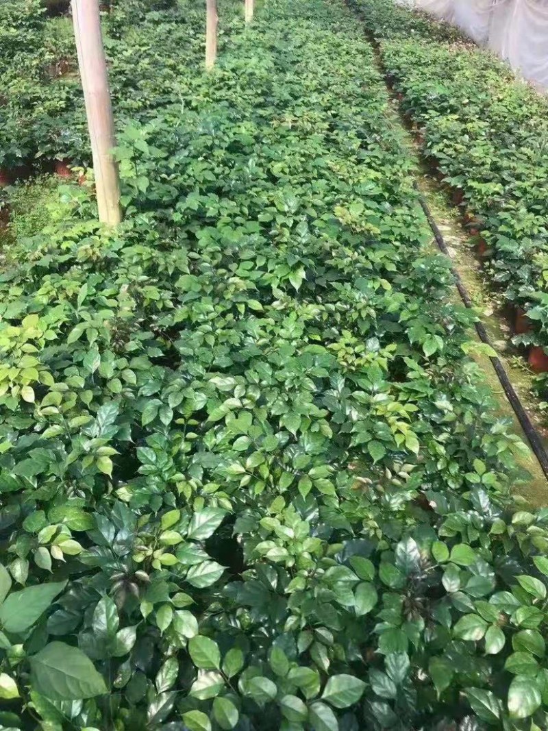 精品幸福树盆栽又名（绿宝树）货源保证一件起批