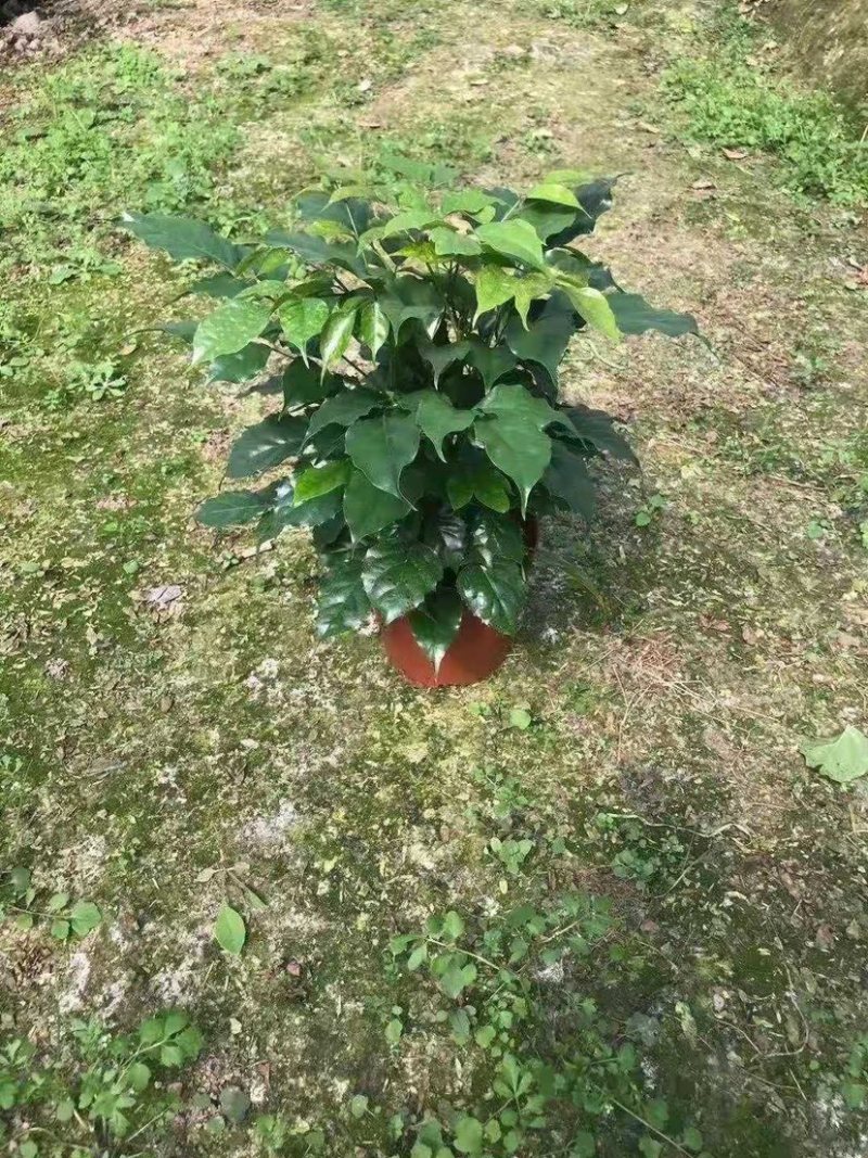 精品幸福树盆栽又名（绿宝树）货源保证一件起批