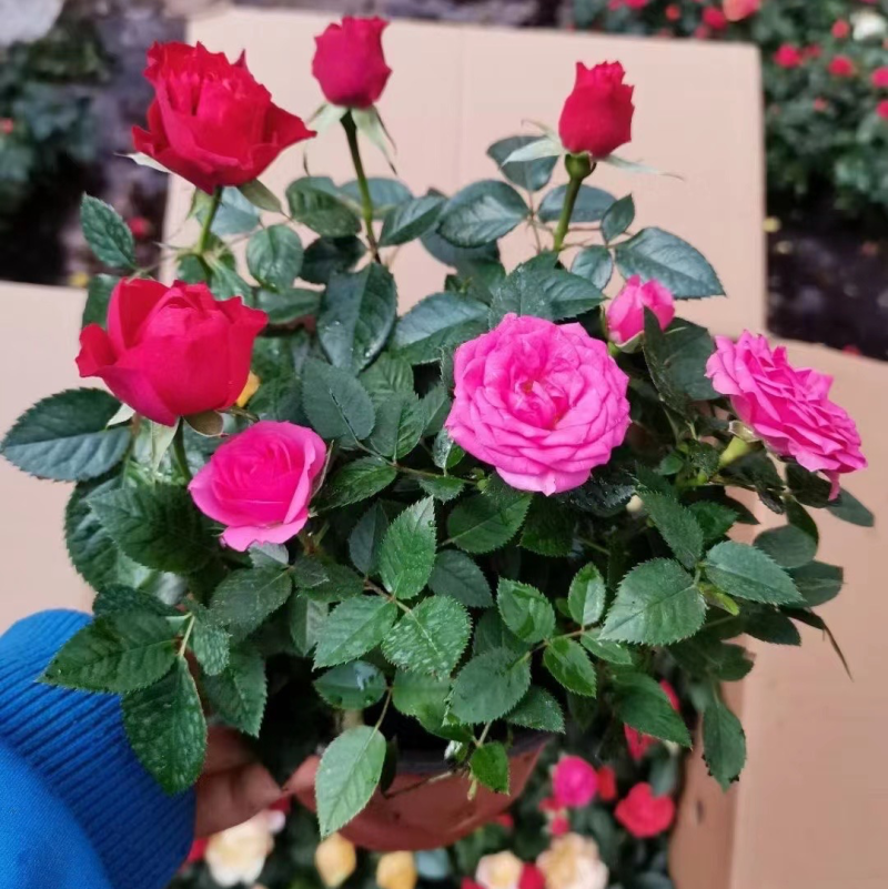 月季欧月特价带花发货花色颜色随机货源充足