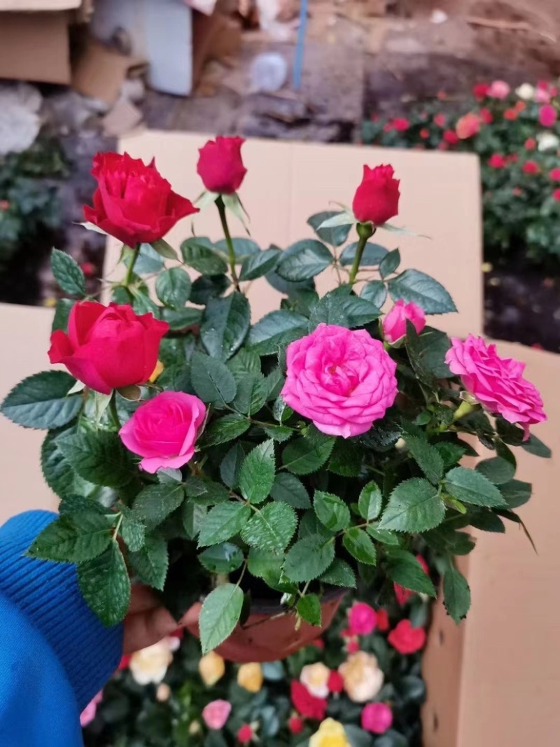 月季欧月特价带花发货花色颜色随机货源充足
