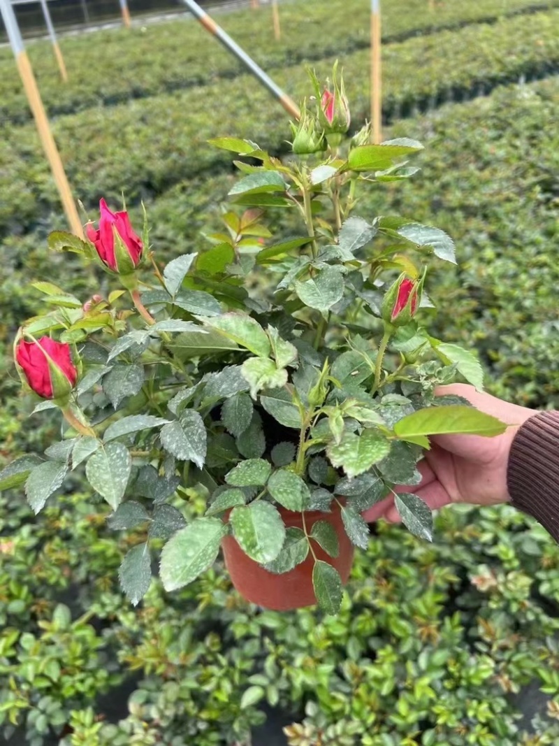 月季欧月特价带花发货花色颜色随机货源充足