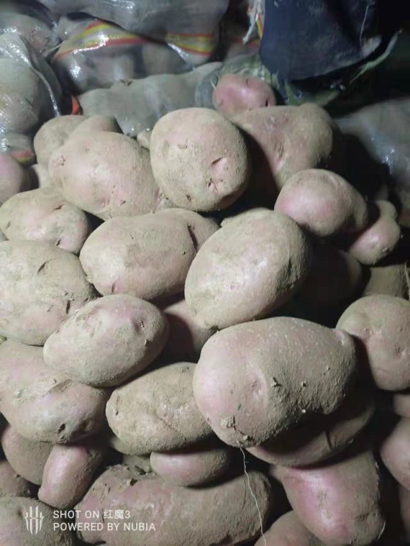 土豆