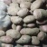 土豆