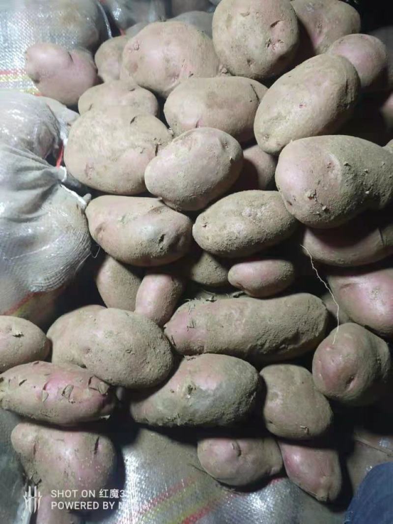 土豆