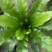 精品富贵厥鸟巢厥基地批发一手货源全国供货