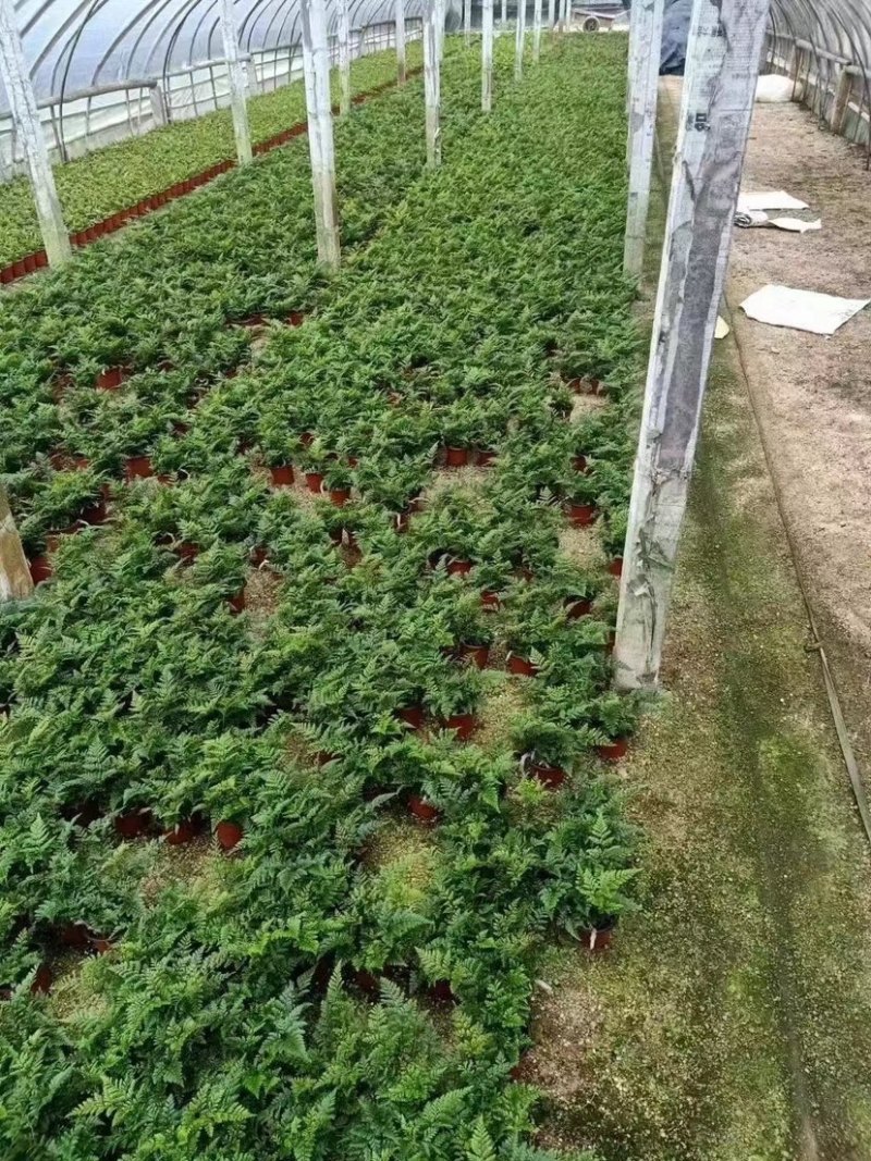 精品富贵厥鸟巢厥基地批发一手货源全国供货