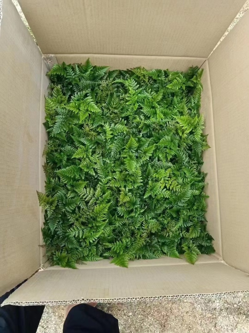 精品富贵厥鸟巢厥基地批发一手货源全国供货