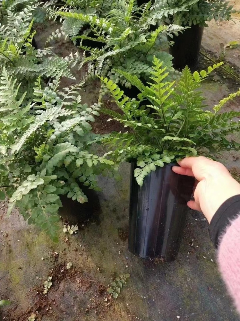 精品富贵厥鸟巢厥基地批发一手货源全国供货