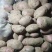 20万斤后期红土豆