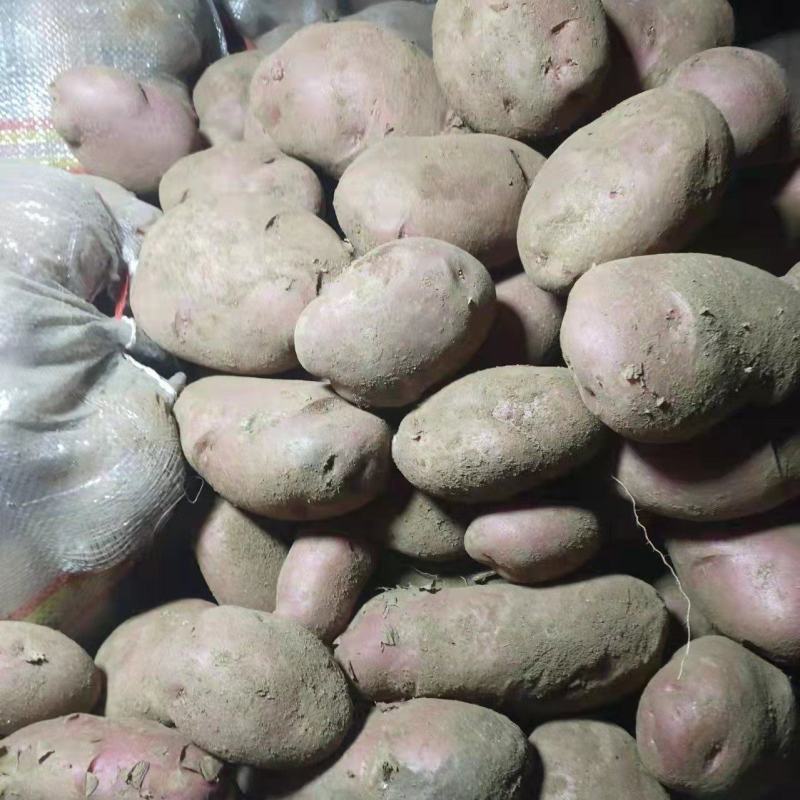 20万斤后期红土豆