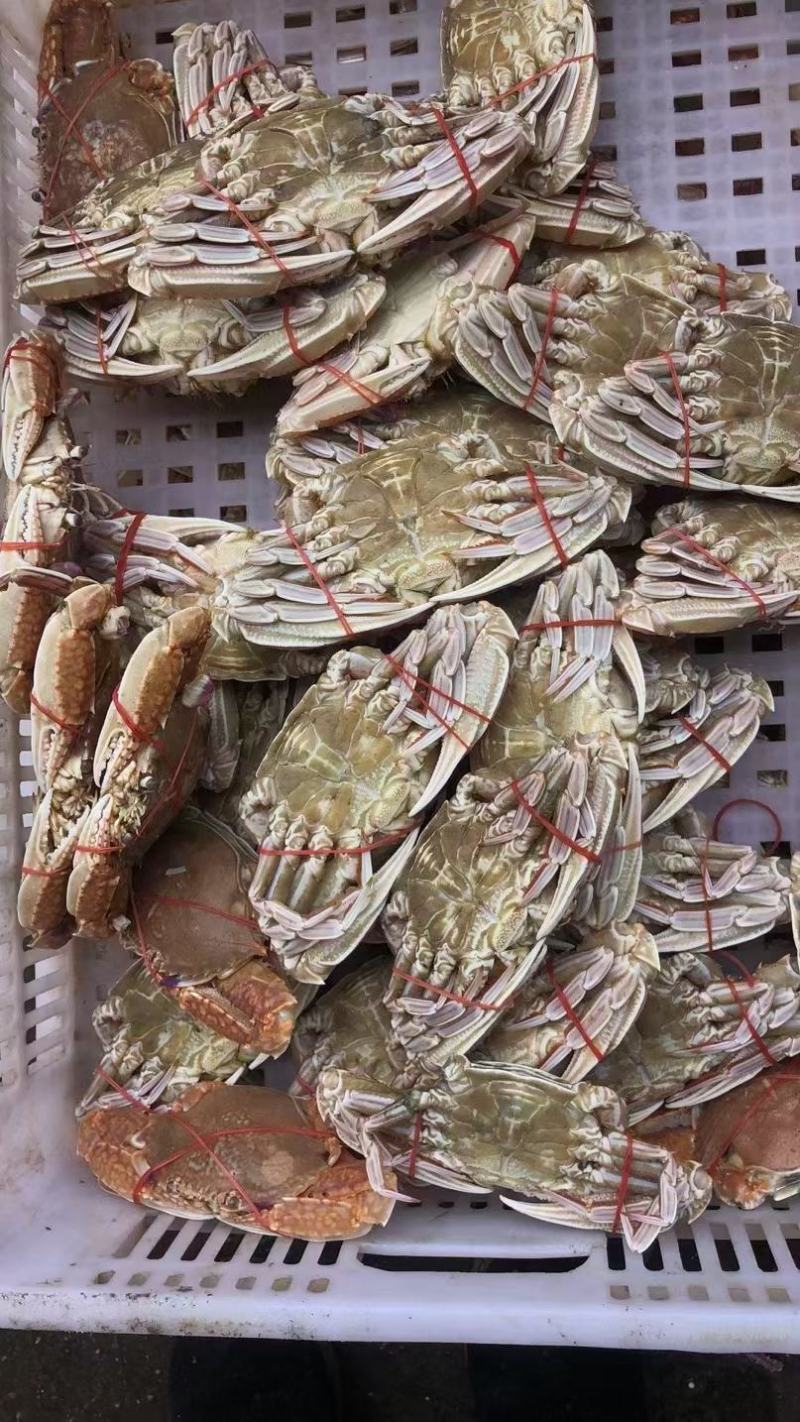 肉蟹包邮扁蟹深海大螃蟹梭子蟹试品5斤量大从优