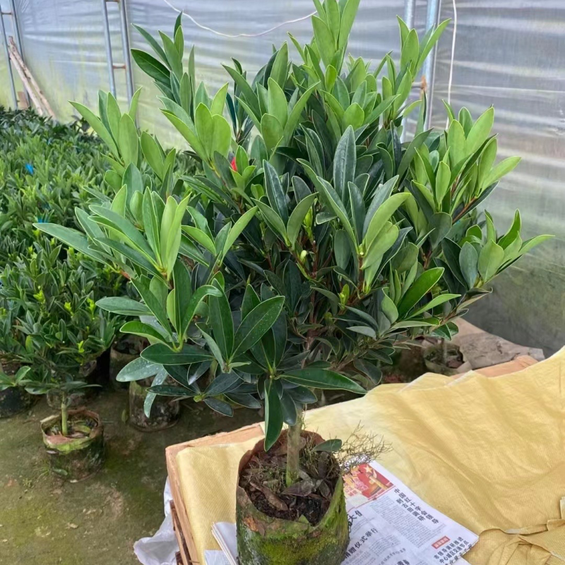 精品四季茶花又名四季杜鹃茶花诚信经营一件起批