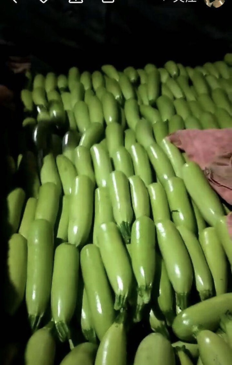 山东省聊城市东昌府区绿皮西湖芦，大量上市，价格不高