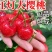 大红灯樱桃树苗嫁接大樱桃树苗，美早樱桃苗南北方果树苗